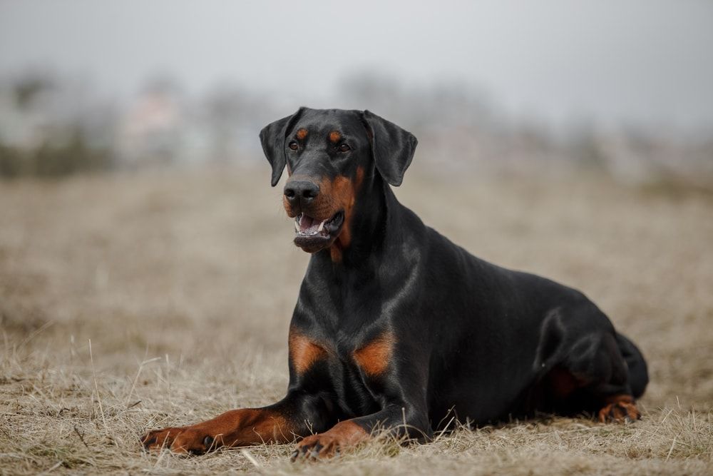 doberman dog in late autumnx