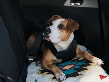 How to Dog Proof Your Car: 7 Vet-Approved Tips to Protect Your Interior