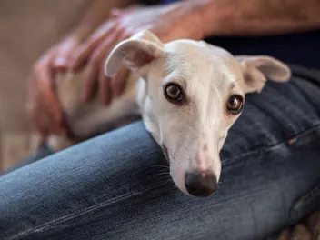 Is a Whippet a Good Family Dog? Personality Traits & Considerations