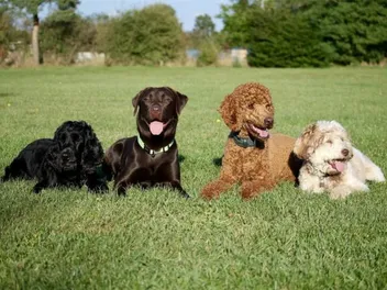 National Spoil Your Dog Day 2026: What It Is & How to Celebrate