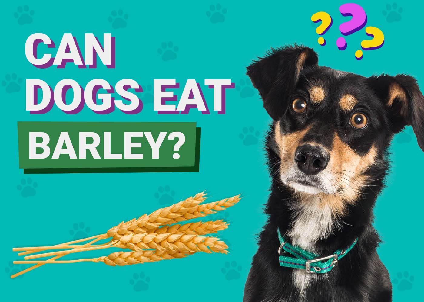 Can Dogs Eat Barley