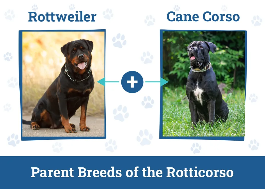 Parent Breeds of the Rotticorso