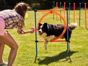 How to Train a Dog That Isn't Treat Motivated: 7 Vet Approved Tips