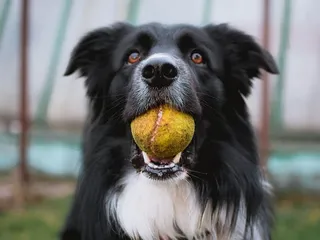 How Long Do Australian Shepherds Live? Average Lifespan, Data & Care