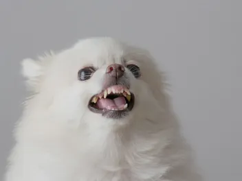 Why Is My Dog Becoming Aggressive? 10 Vet-Verified Reasons Explained