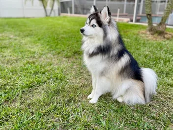 Pomsky (Pomeranian & Husky Mix) Dog Breed: Info, Pictures, Care & Traits