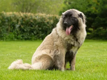 Estrela Mountain Dog Breed: Info, Pictures, Origin & Care