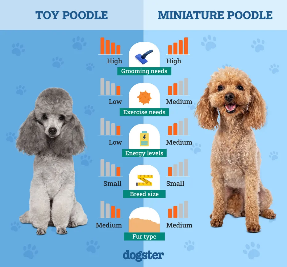 Dogster_Side by Side Comparison_Toy Poodle vs Miniature Poodle