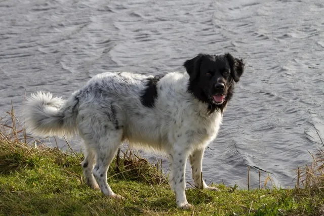 Frisian Water Dog Breed: Info, Pictures, Care & More