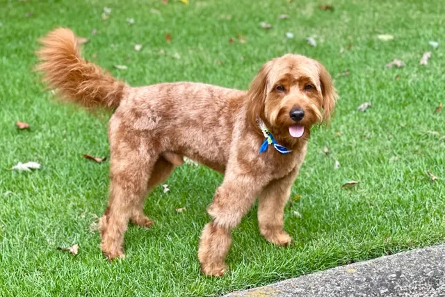 Why Do Dogs Have Short Life Spans? 4 Vet Explained Factors
