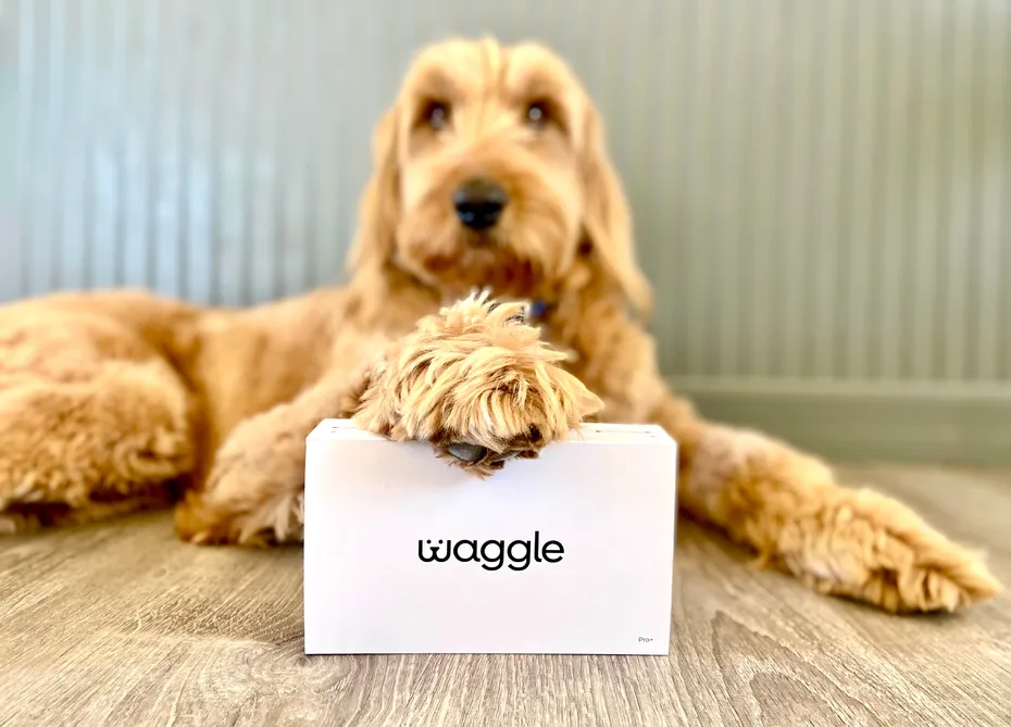 Waggle Pet Monitor Pro+ - micah with Waggle box