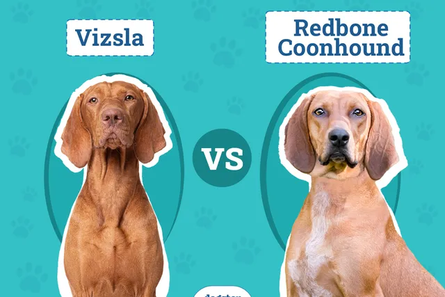 Vizsla vs Redbone Coonhound: The Differences (With Pictures)