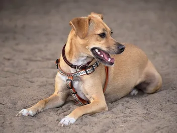 Italian Greagle Dog Breed: Info, Pictures, Care & More