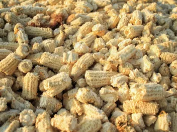 My Dog Swallowed a Corn Cob: Our Vet Explains Signs, Next Steps & Prevention Tips