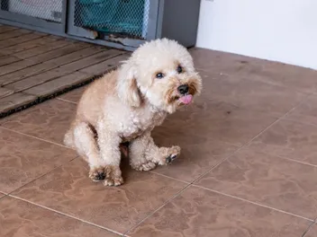 Why Is My Dog Dragging Their Butt? Vet-Verified Scooting Explanation & Remedies