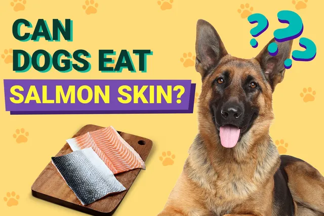 Can Dogs Eat Salmon Skin? Vet-Approved Facts & FAQ