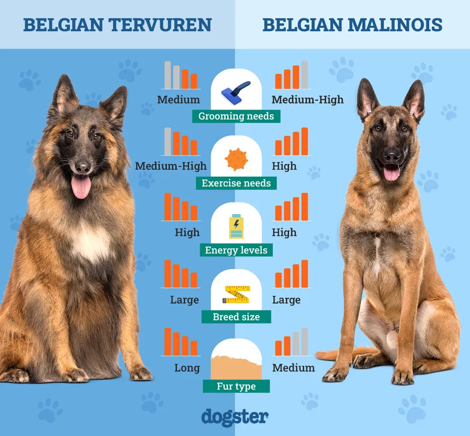 Dogster_Side by Side Comparison_ Belgian Tervuren vs Belgian Malinois