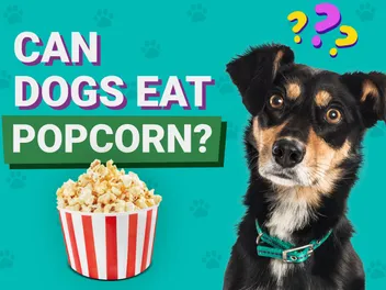 Can Dogs Eat Popcorn? Vet-Reviewed Health & Safety Guide