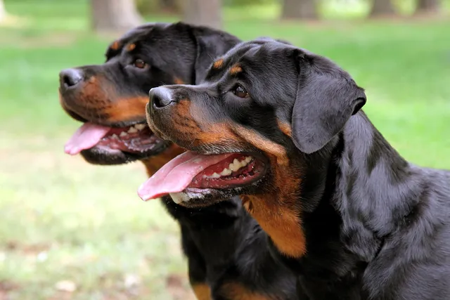 What Are Male Dogs Called? Vet Reviewed Facts & FAQ