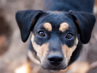 Meagle (Miniature Pinscher & Beagle Mix): Info, Pictures, Care & More