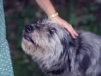 Will Petting Reduce Stress in My Dog? Vet-Reviewed Facts & FAQ
