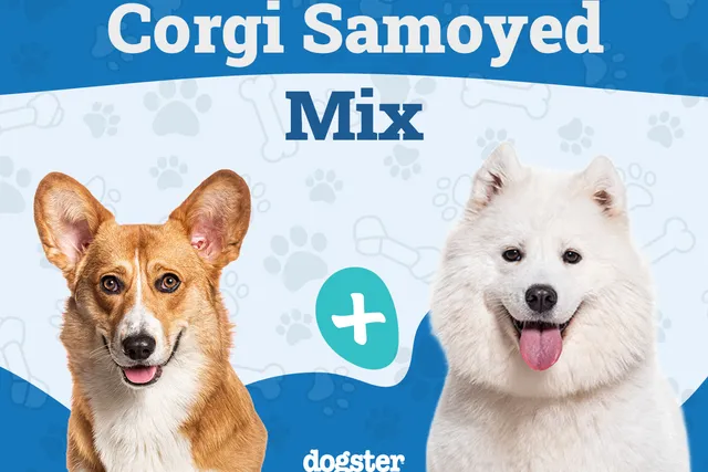 Corgi Samoyed Mix: Info, Pictures, Care & More