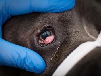 Cherry Eye in Cane Corsos: Signs, Causes & Treatment (Vet Answer)
