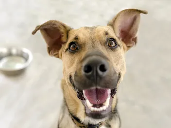 My Dog Gets Too Excited When Guests Come Over: 10 Vet-Approved Tips