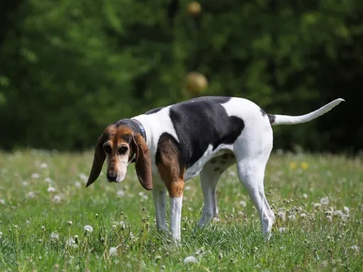 English Foxhound
