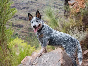 9 Best Dog Foods for Australian Cattle Dogs: 2026 Reviews & Top Picks