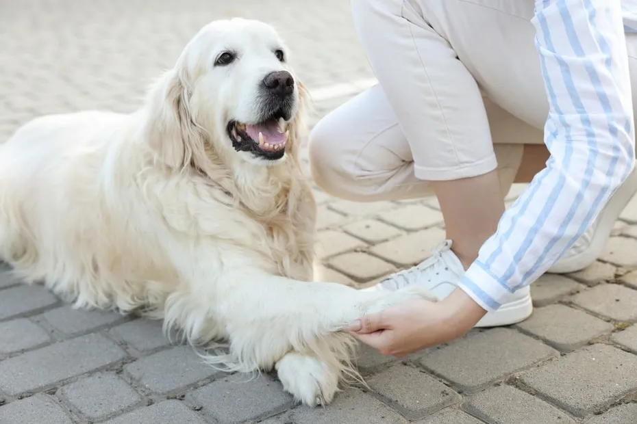 woman holding dog paw
