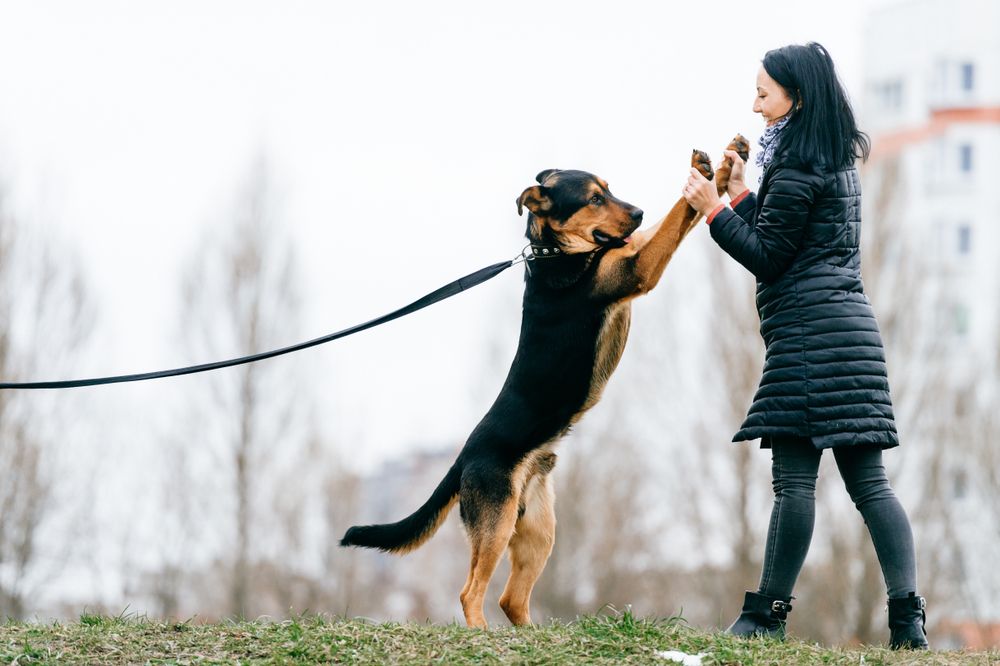 Young girl playing with her dog on a leash