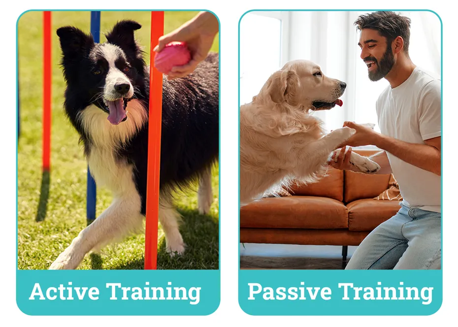 Active vs Passive Training side by side