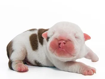 Cleft Lip & Palate in Puppies: Signs, Causes & Treatment (Vet Answer)