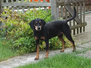 Austrian Black and Tan Hound Dog Breed: Info, Pictures, & Care