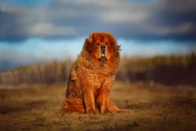 Can You Own a Tibetan Mastiff in the US? Facts & FAQ