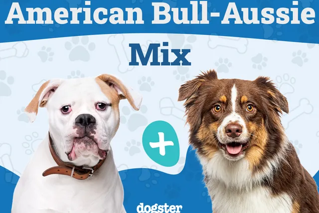 American Bull-Aussie Dog Breed: Info, Pictures, Care Guide & More