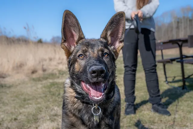 How to Adopt Retired Police Dogs: Overview & Helpful Tips