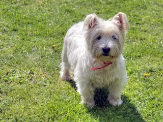 Weston (Coton de Tulear & Westie Mix): Info, Pictures, Care & More