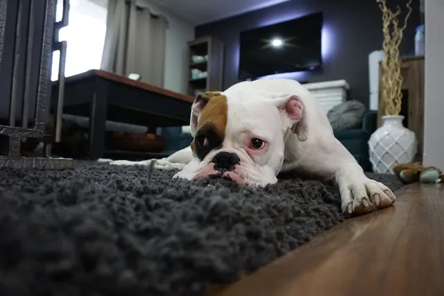 Why Is My Dog Collapsing? 12 Likely Causes (Vet Answer)