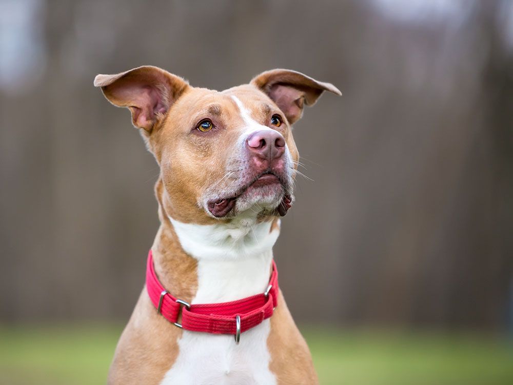 pitbull wearing red collar