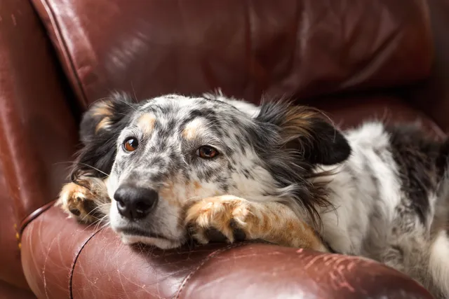 My Dog Is Exhausted After Exercise, Is It Normal? 8 Vet-Verified Causes