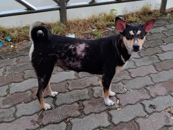 Folliculitis in Dogs: Signs, Causes, & Care (Vet Answer)