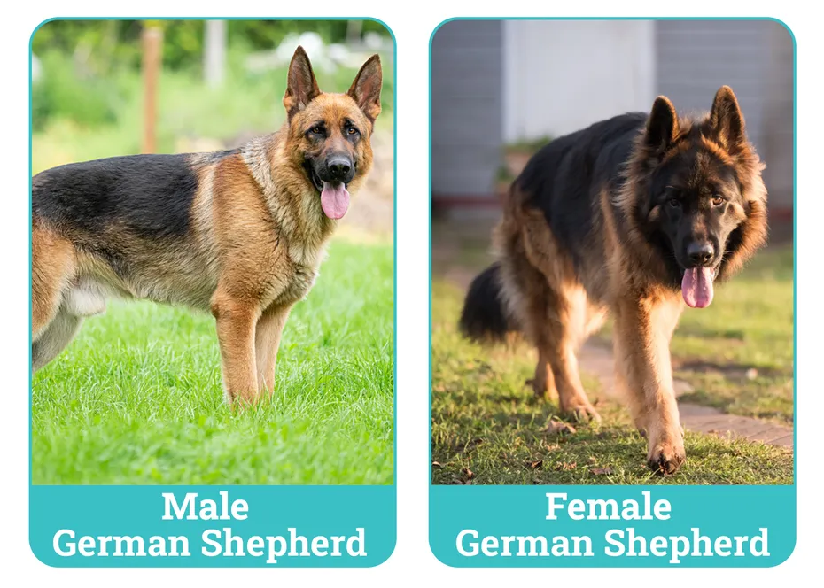 Male Vs Female German Shepherd Side By Side