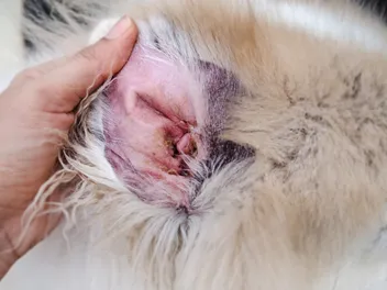 Ear Dermatitis In Dogs: Our Vet Explains the Signs, Risks & Treatment