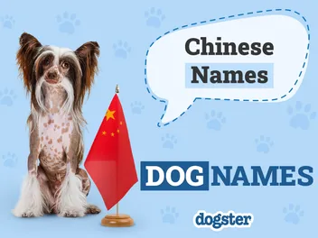 100+ Chinese Dog Names: Unique & Meaningful Ideas