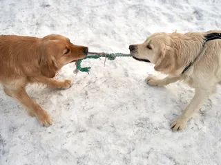 How to Teach Your Dog to Play Nicely With Other Dogs: 9 Tips & Tricks