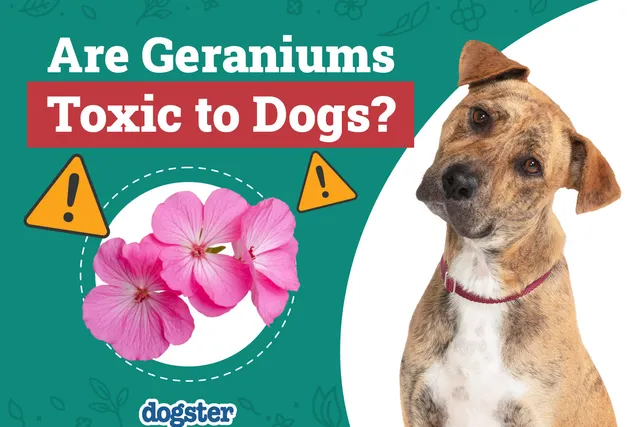 Are Geraniums Toxic to Dogs? Vet-Verified Facts & FAQ