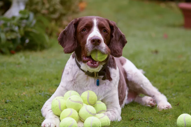 dog chewing tennis balls