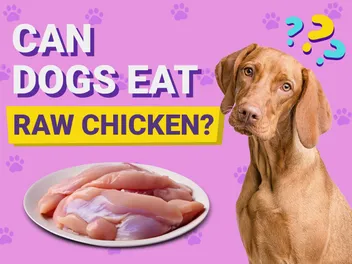 Can Dogs Eat Raw Chicken? Vet-Verified Dietary Facts & FAQ
